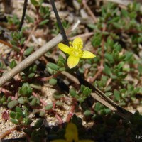 Portulaca quadrifida L.